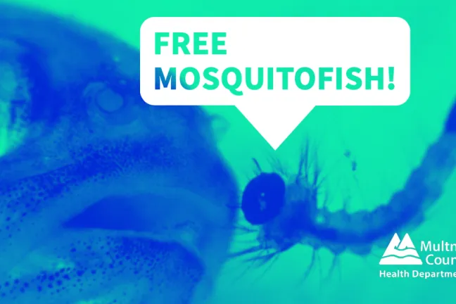 close up of a mosquitofish about to gulp a mosquito larva