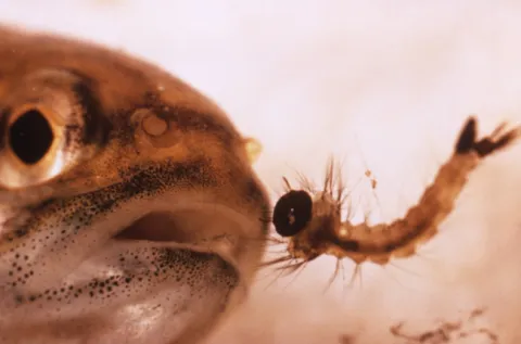 a mosquitofish eyes his next meal