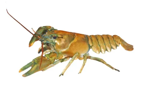 signal crayfish